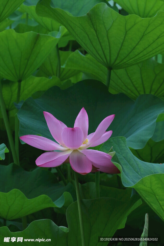 荷叶荷花  