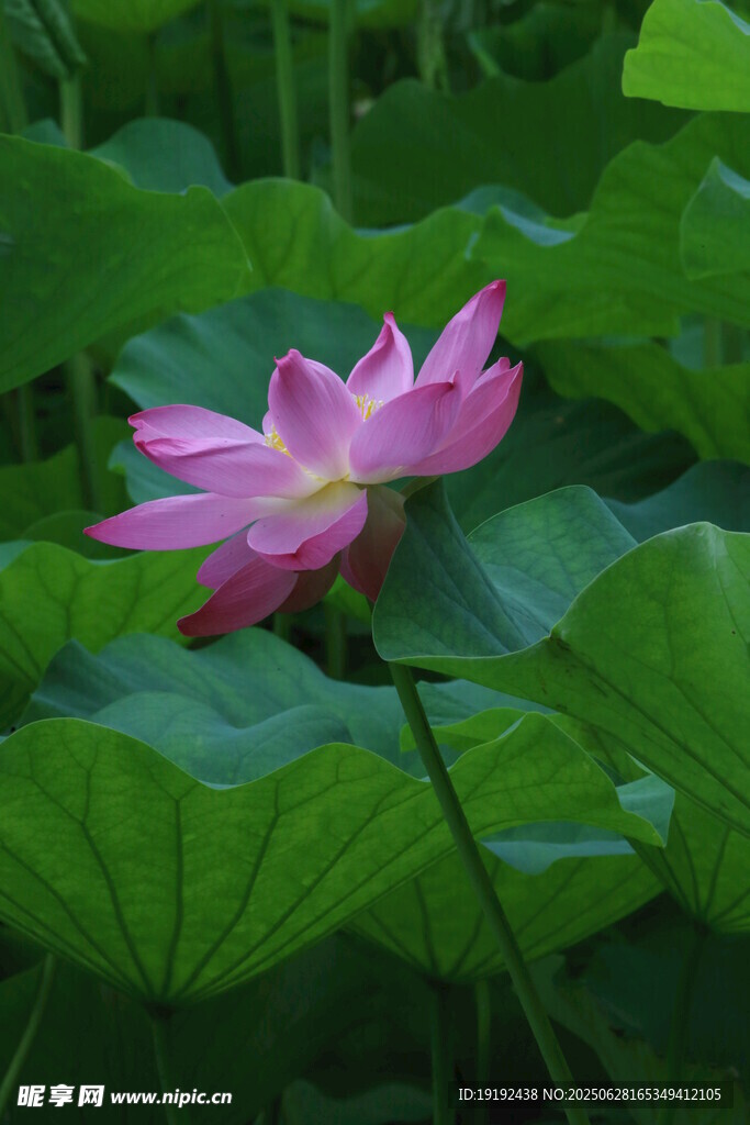 荷叶荷花  