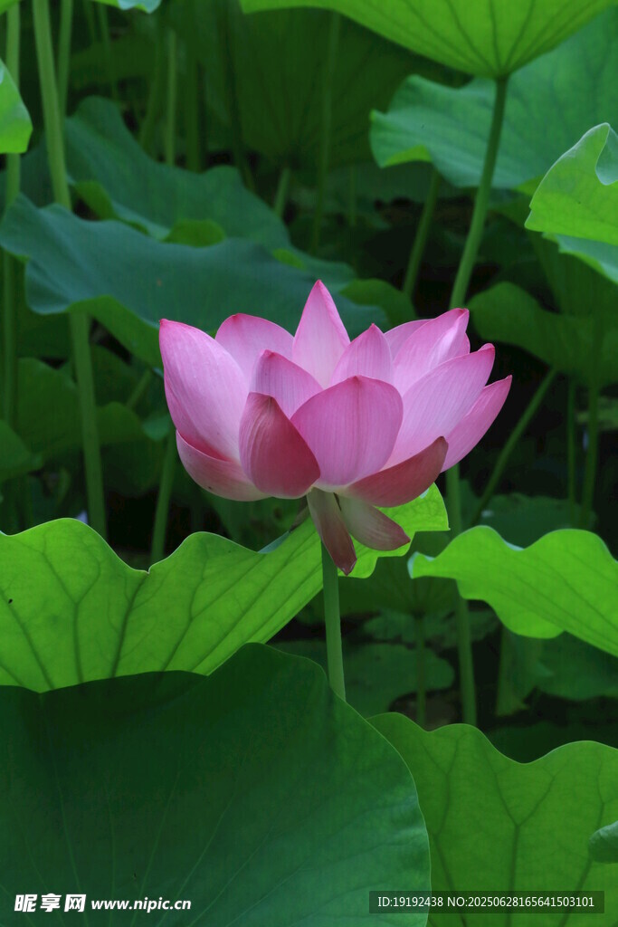 荷叶荷花  