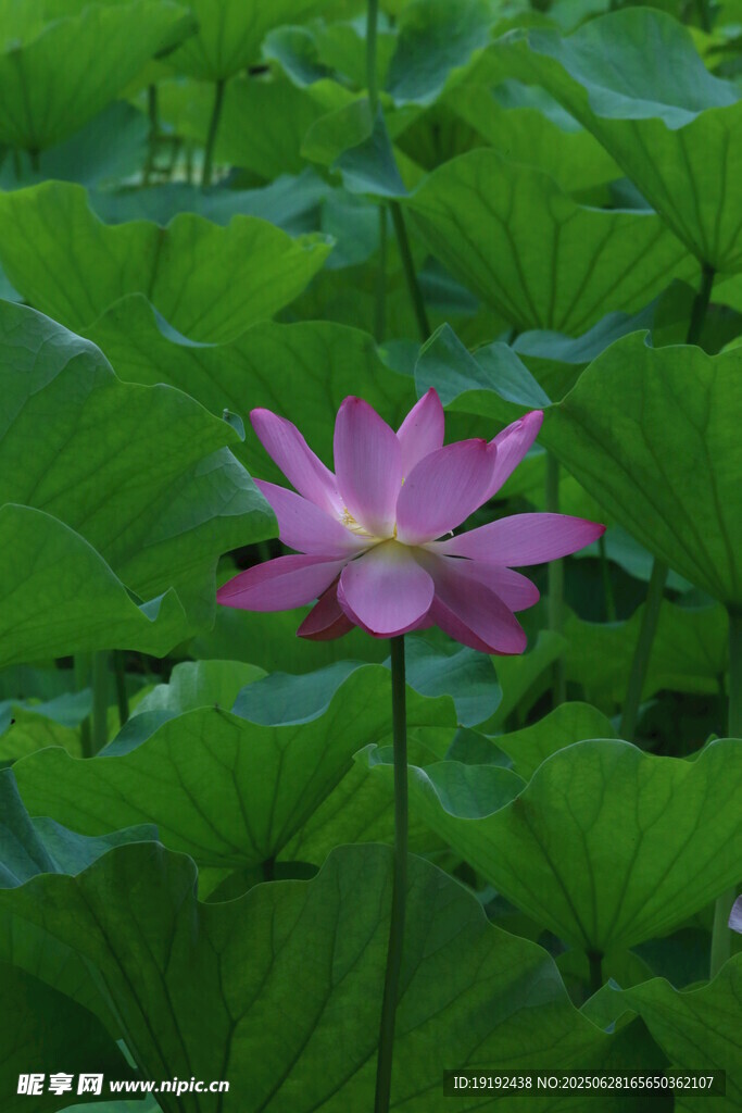 荷叶荷花 