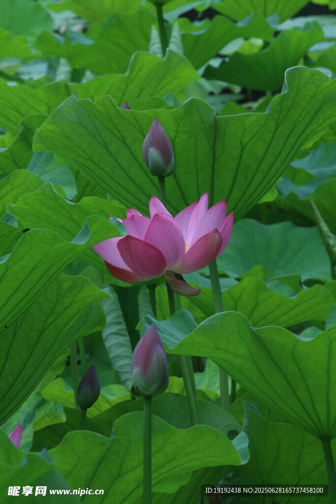 荷叶荷花  