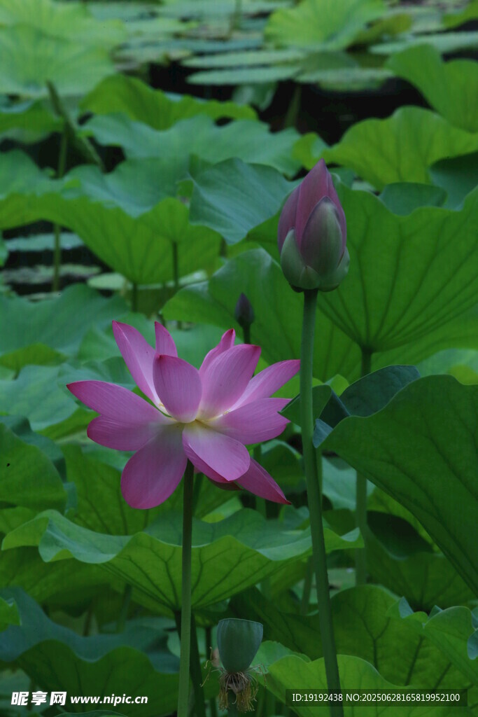 荷叶荷花  