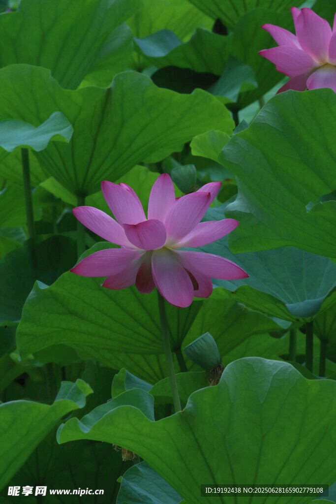 荷叶荷花  