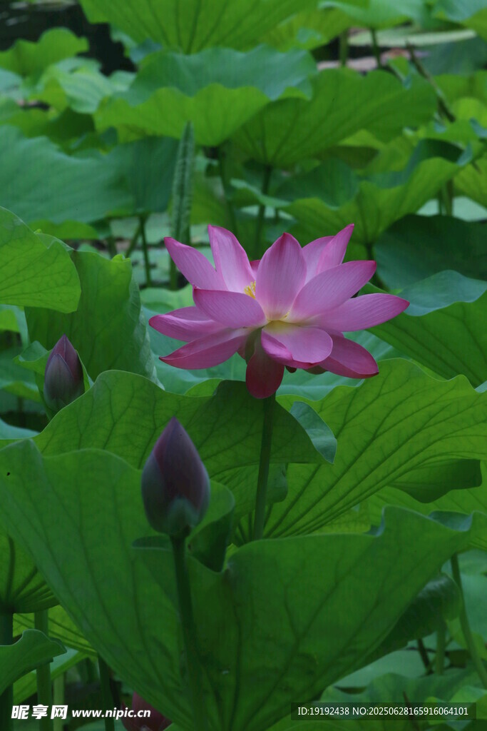 荷叶荷花  