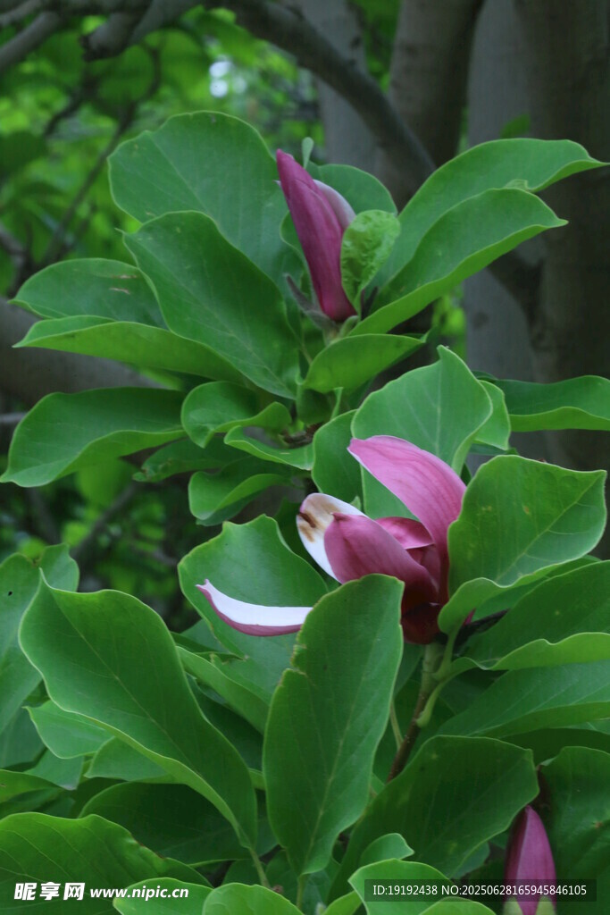 夏日玉兰花 