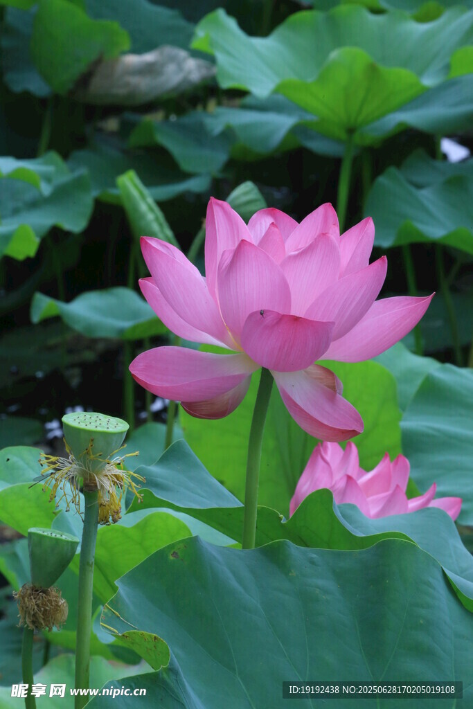 荷花荷叶 