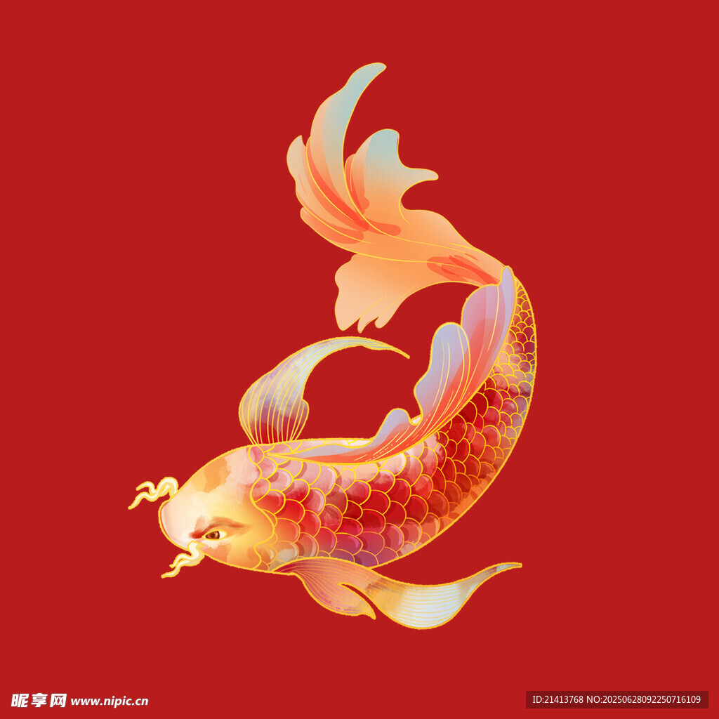 红色背景上的华丽锦鲤