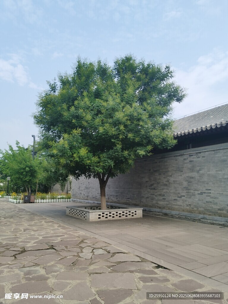 庭院中的葱郁绿树
