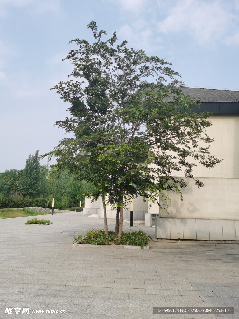 户外庭院绿树与建筑景观