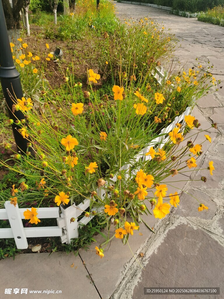 路边黄花与白色围栏景致