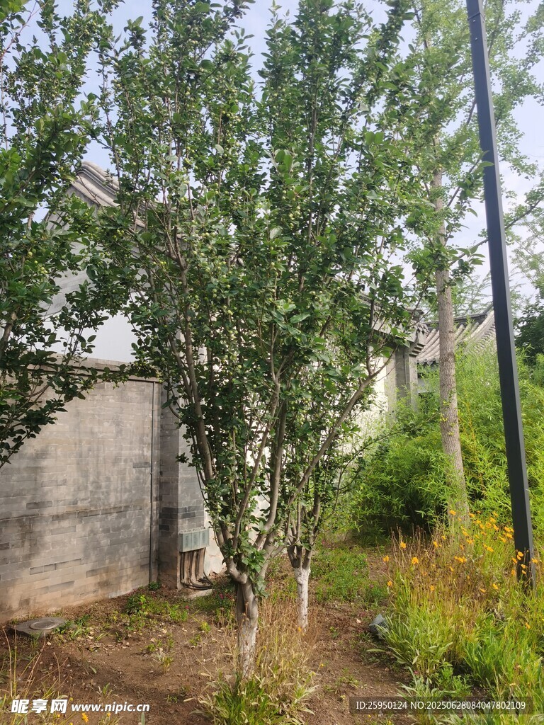 庭院中的绿树与周边植物