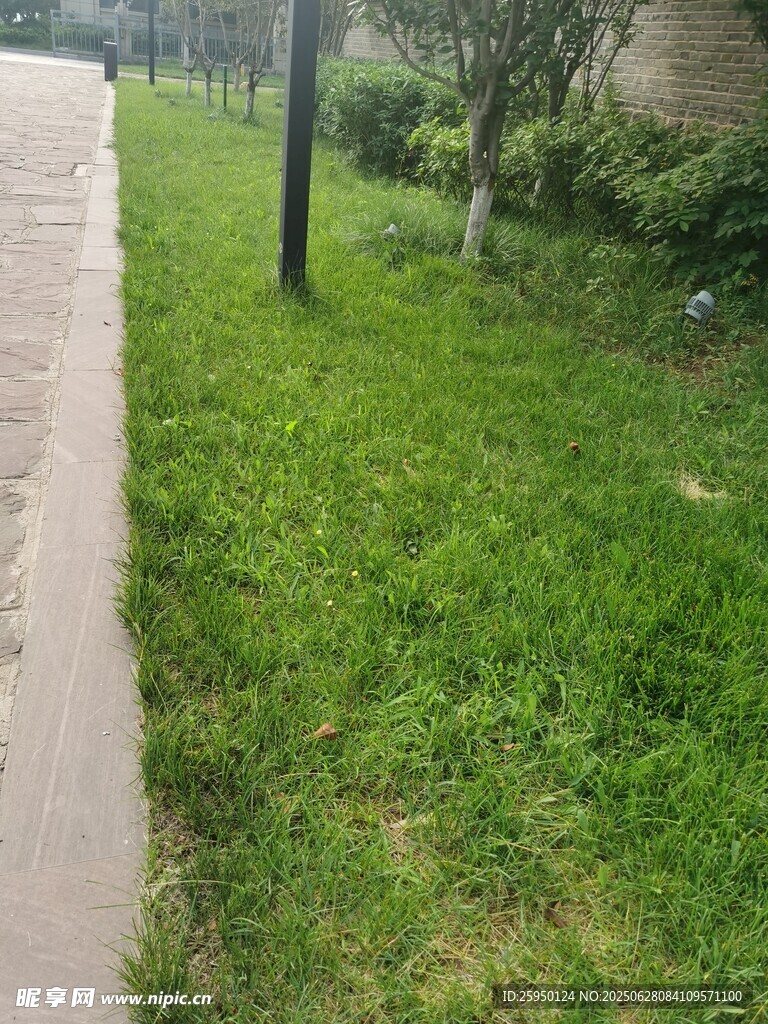 路边翠绿草地景观