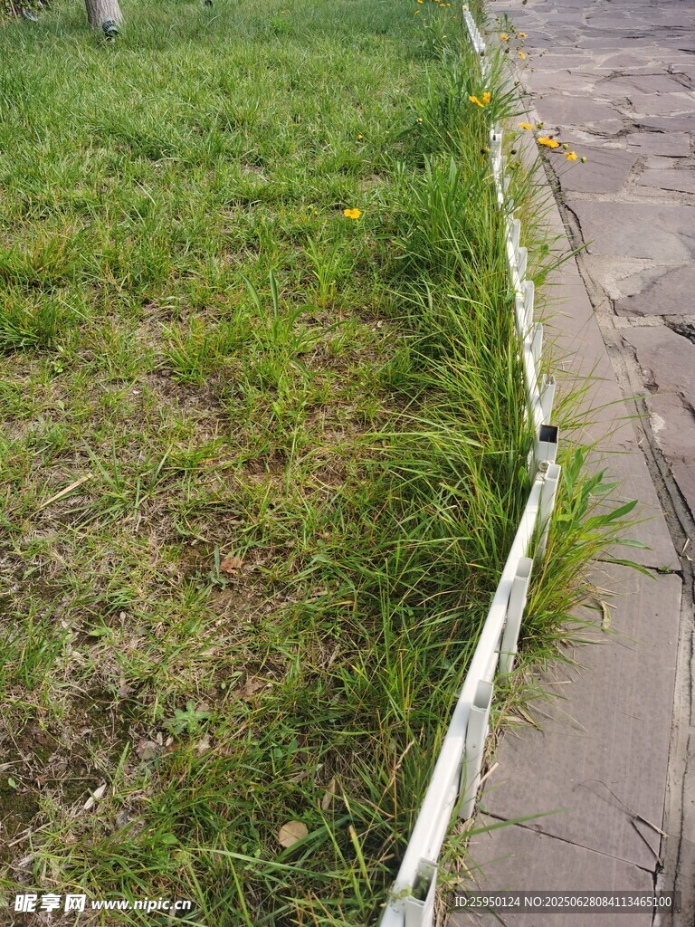 路边草地与水泥路面景象