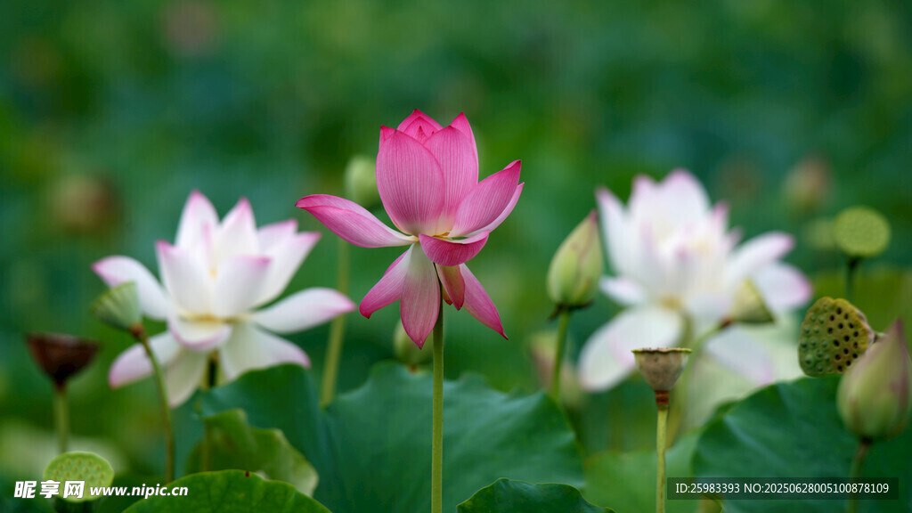 荷花