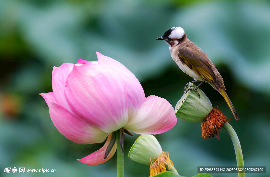 荷花