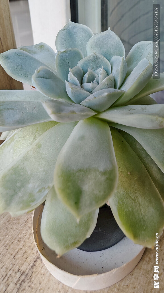 蓝绿色多肉植物盆栽