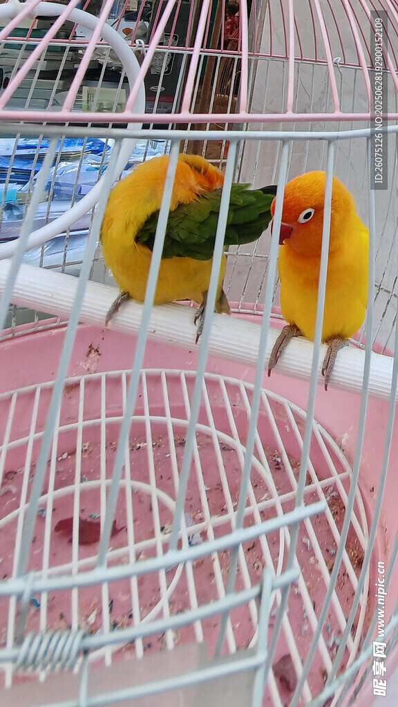 笼中双鸟