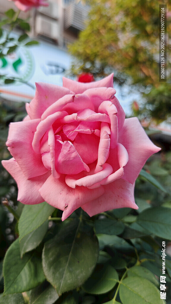 娇艳粉色月季花