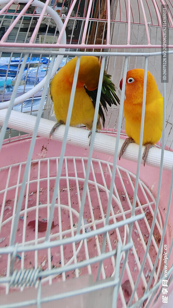 笼中双鹦鹉