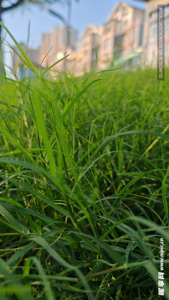 翠绿草地与远处建筑