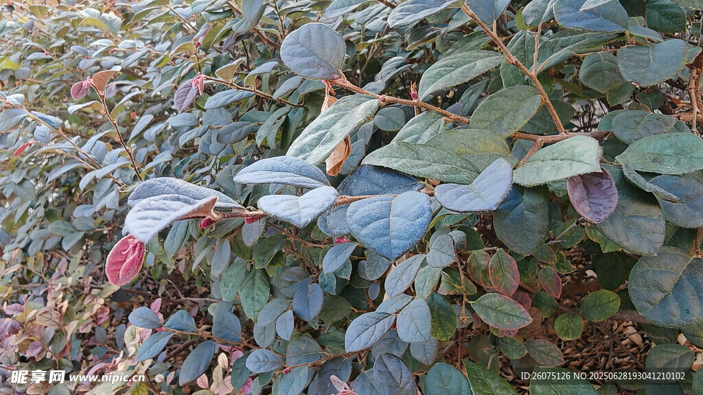 绿叶植物景观