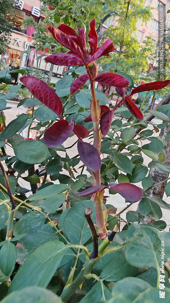 紫叶植物特写