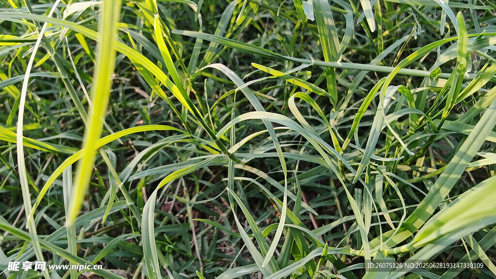 翠绿繁茂的丛生植物