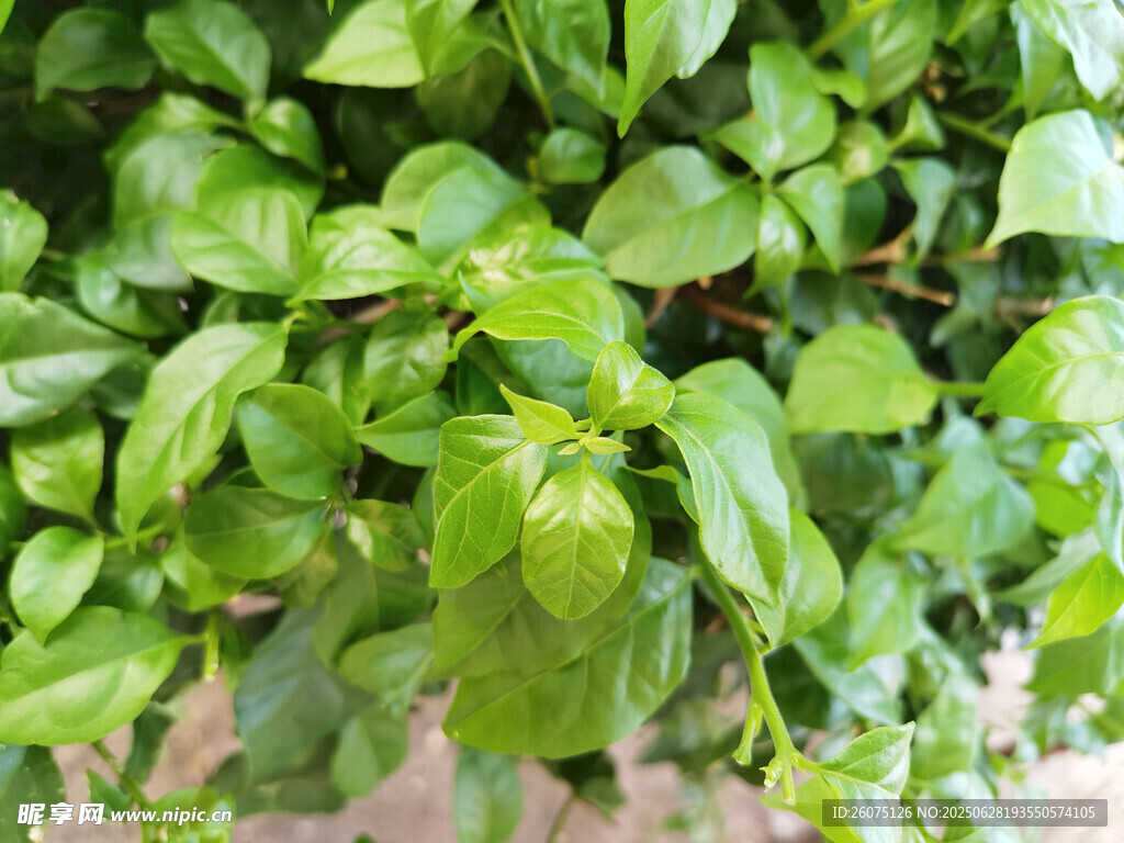 翠绿繁茂的生机植物