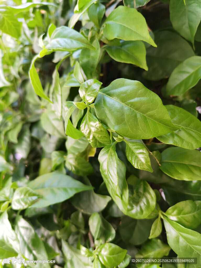 翠绿繁茂的生机植物墙