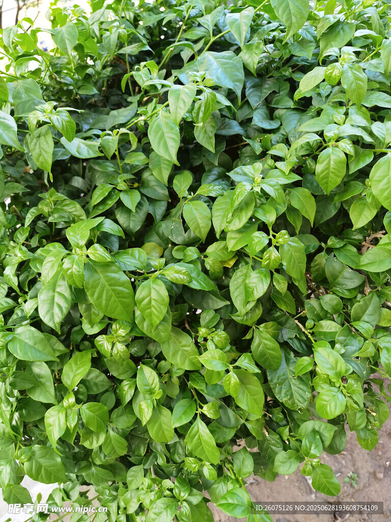 翠绿茂盛的绿叶植物