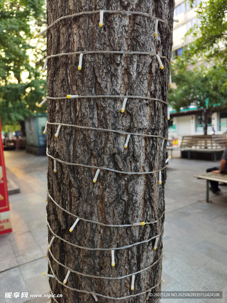 树干缠绕串灯的场景