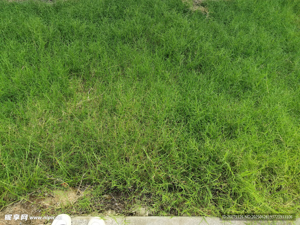 翠绿草地近景