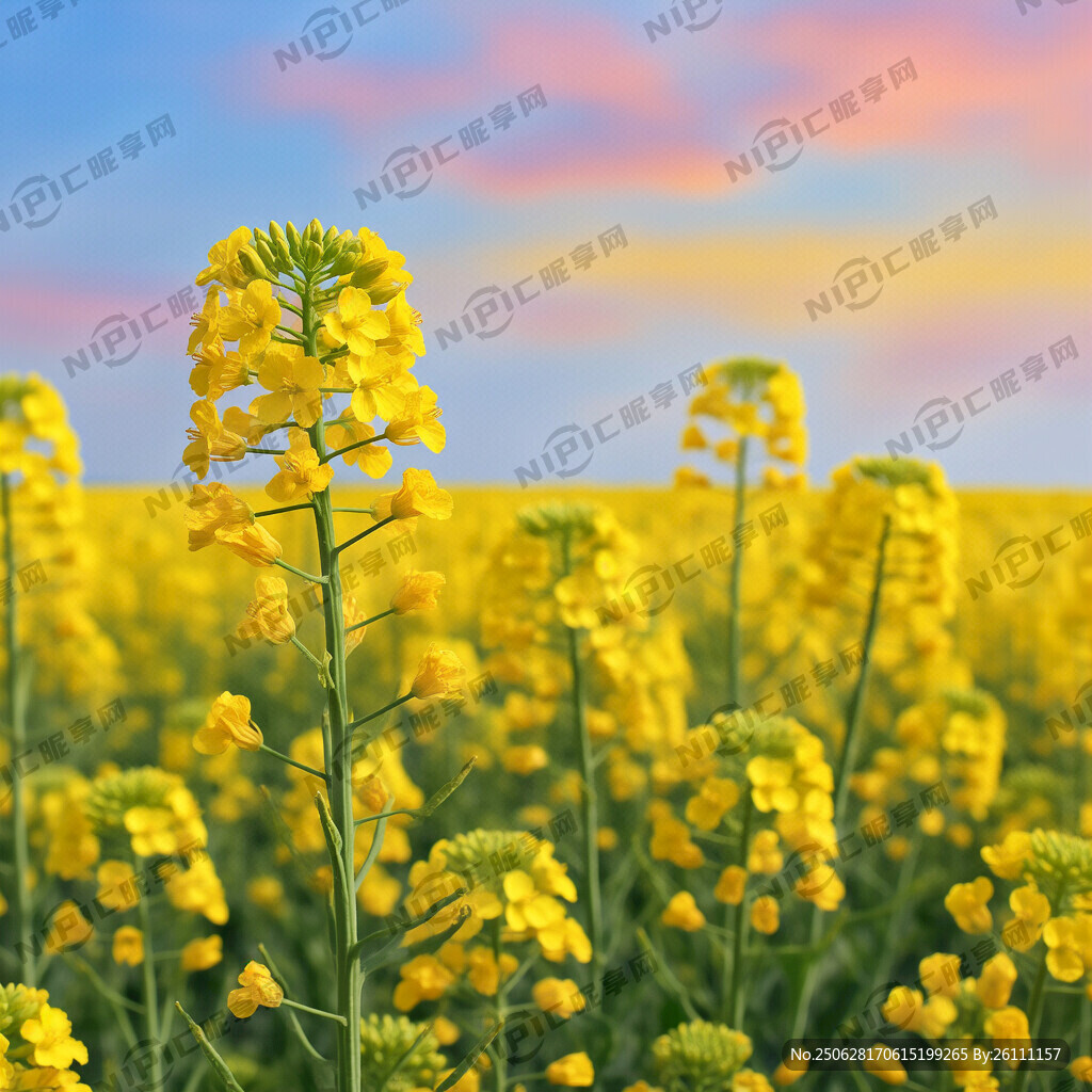 油菜花朵 油菜花