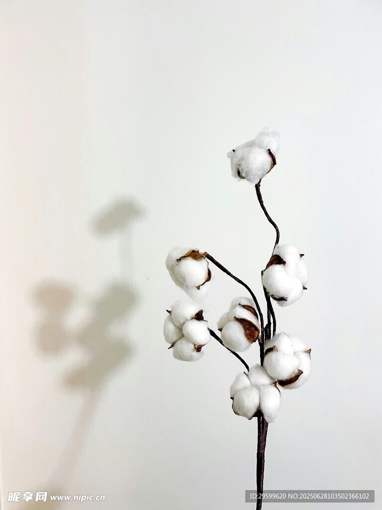 精致棉花枝 