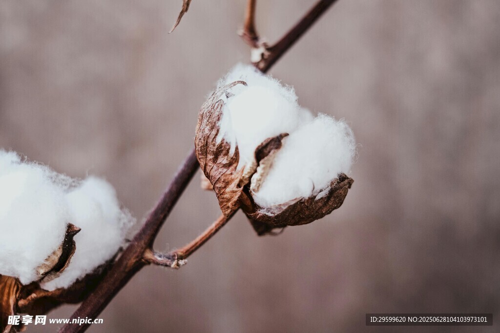 雪覆棉枝