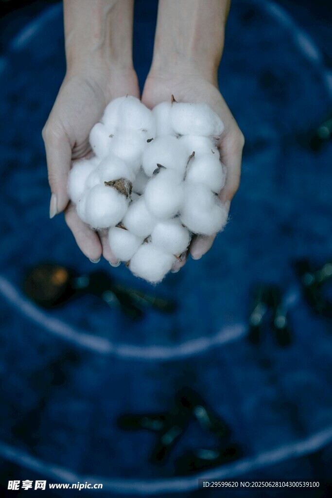 手中的洁白棉花