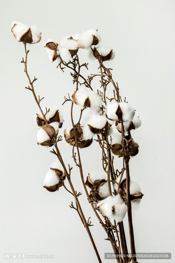 干枯棉枝上的白色棉花