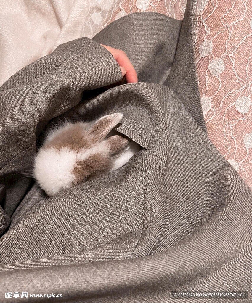 被窝里的可爱小猫咪