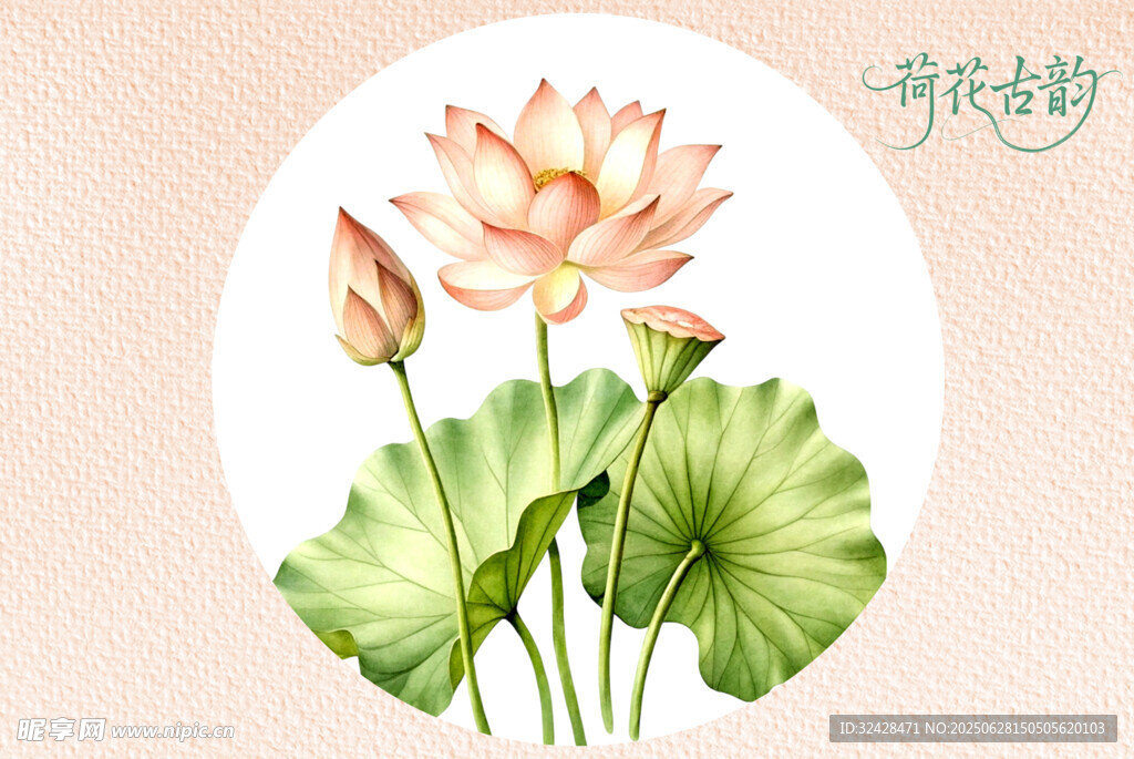 手绘清新荷花插画