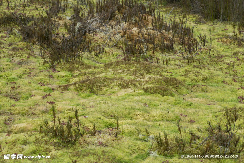 野外草地植被景象