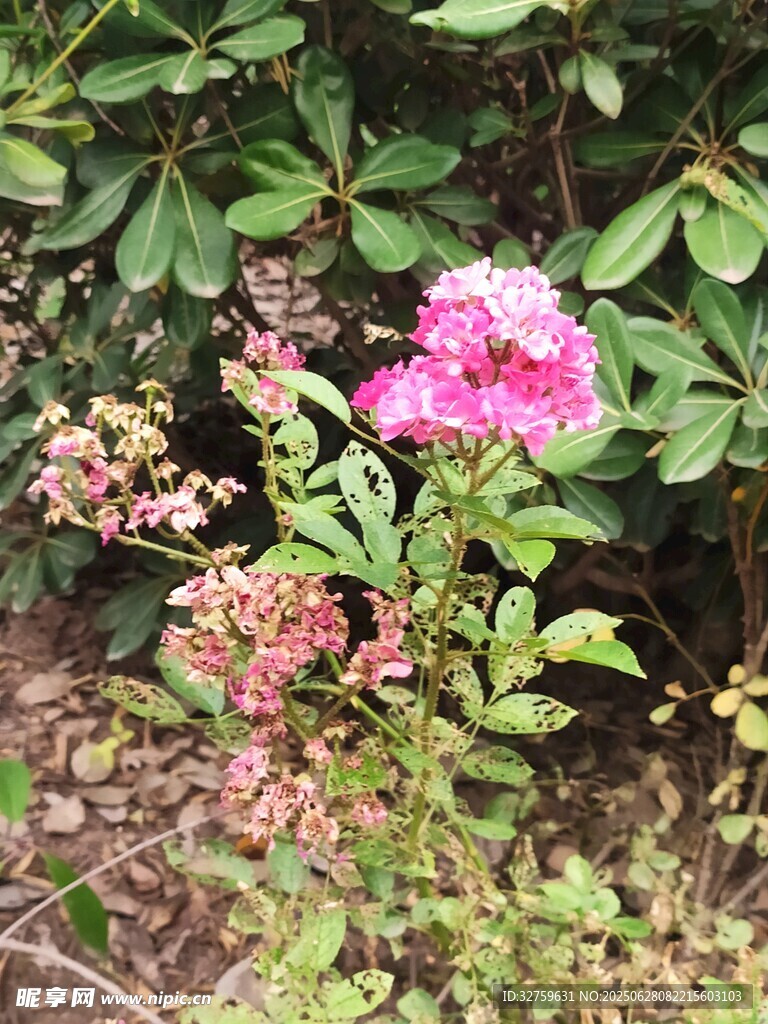 娇艳蔷薇绽放于绿叶间