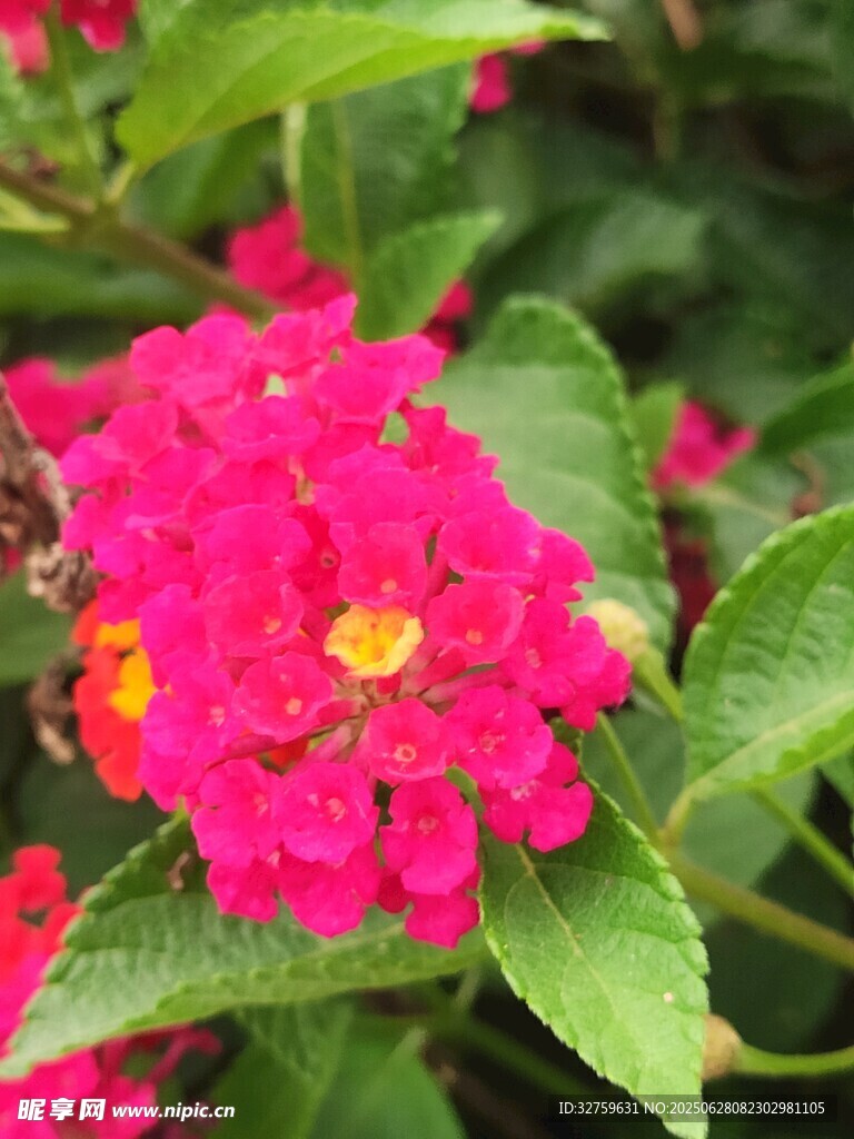 鲜艳多彩马缨丹花朵绽放