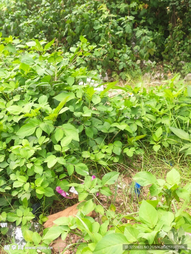 繁茂绿植覆盖的自然场景