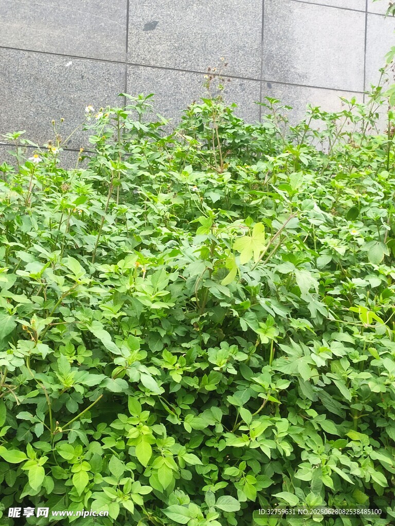 绿叶繁茂的灌木丛