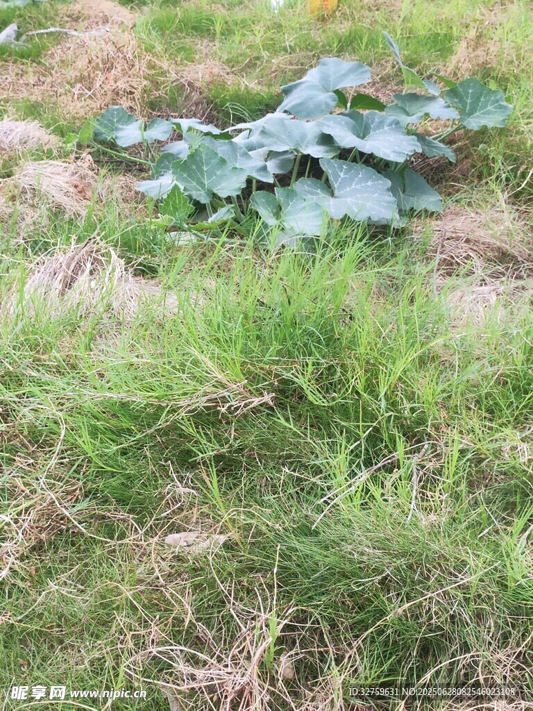 草地上的绿色物体