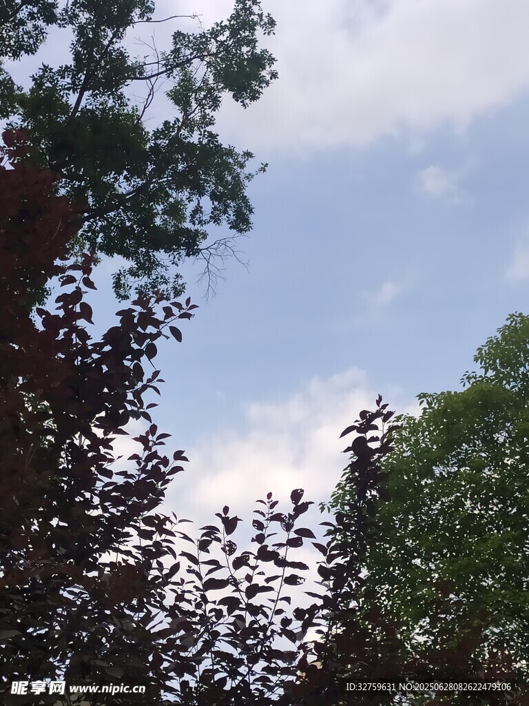 树梢间的蓝天与白云