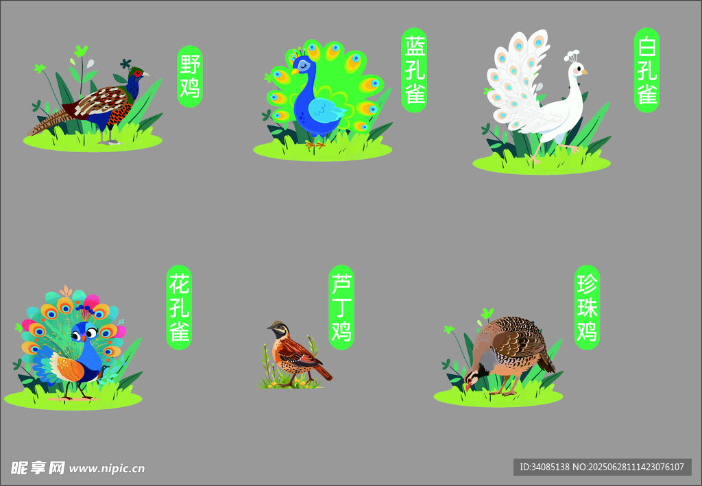 动物 鸟类 插画集合 矢量