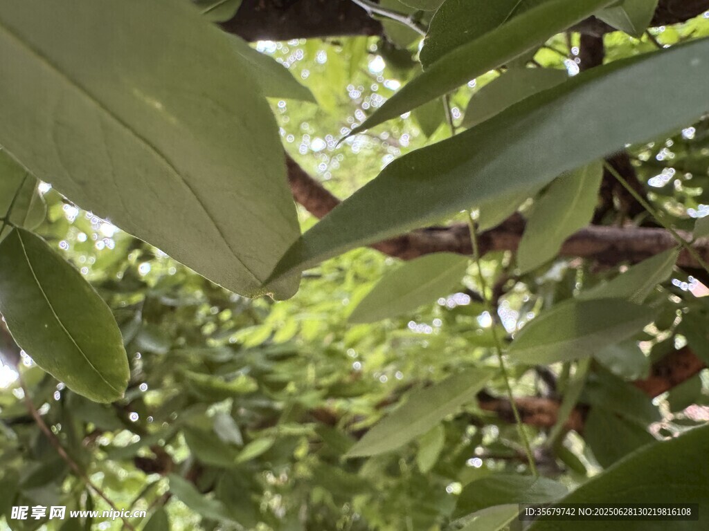 绿叶繁茂的树枝景象