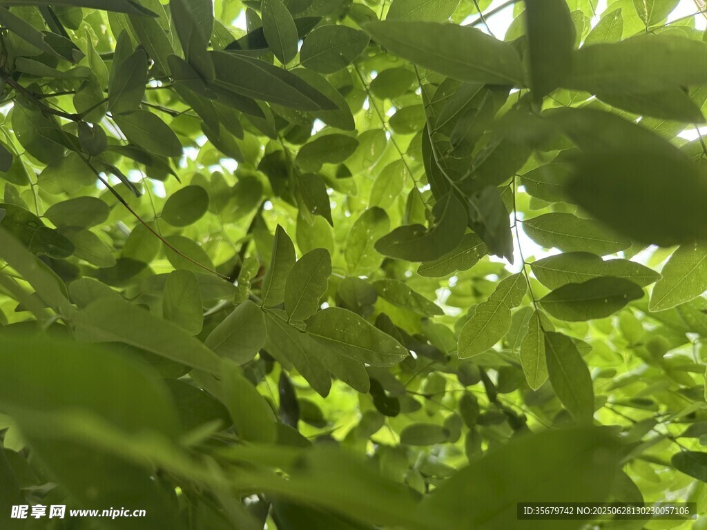 绿叶繁茂的生机景象