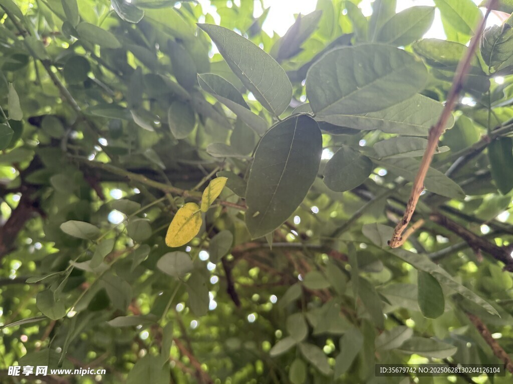 枝头黄羽鸟